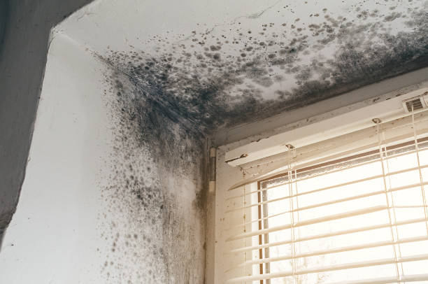 Affordable Bathroom Mold Removal solutions in Ebensburg, PA